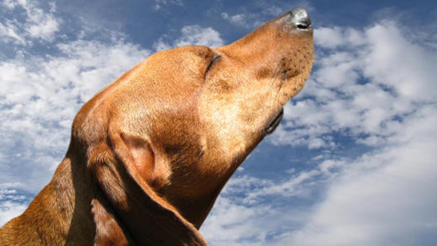 Els gossos poden detectar malalties mitjançant l&#039;olfacte