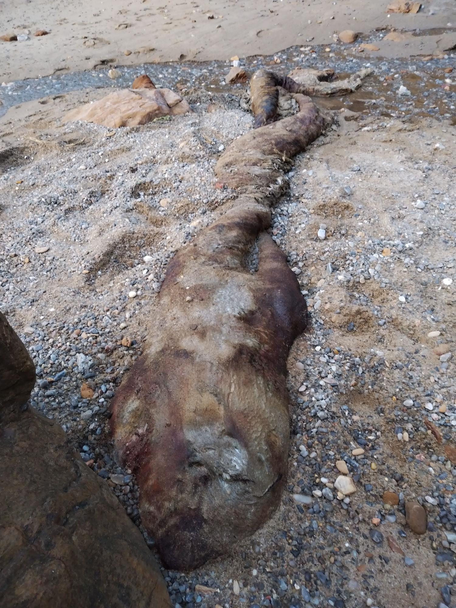 Aparece una especie sin identificar varada en la playa de Santa Cruz