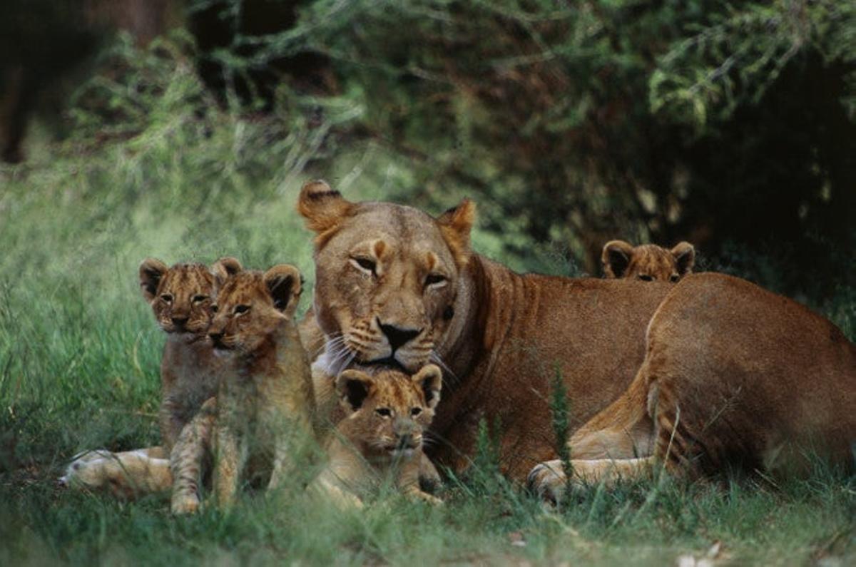 Zoológico Nacional de Sudáfrica