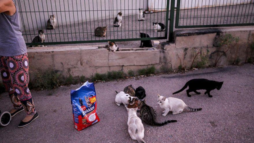 Alimentación de una colonia felina en un municipio de la provincia de Alicante.