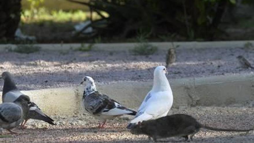 Una de las ratas en el Hort del Monjo, comiendo junto a las palomas del paraje.