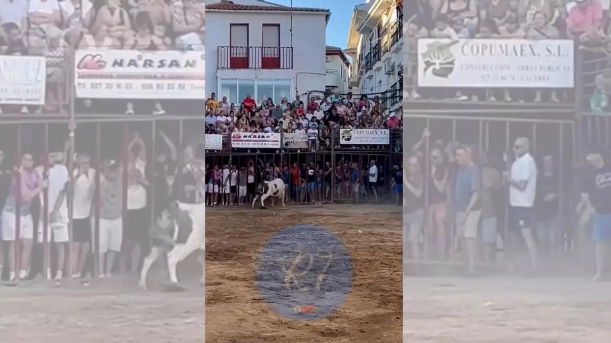 Herido grave un hombre de 70 años tras sufrir una impactante cornada en los toros de Torrejoncillo