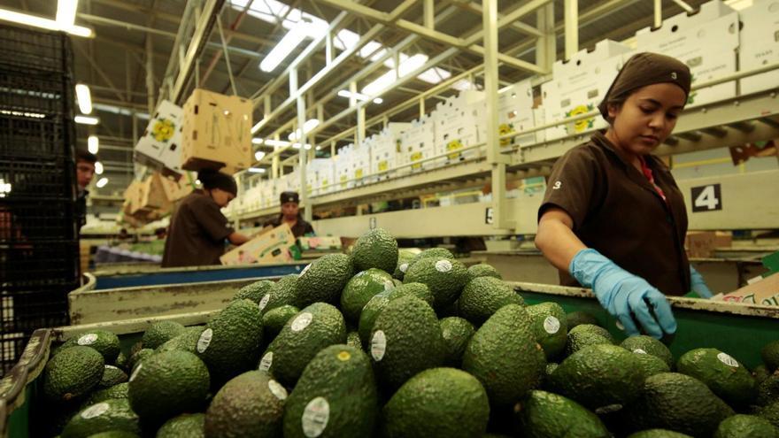 Productores de aguacates retoman la recolección tardía tras normalizarse los precios