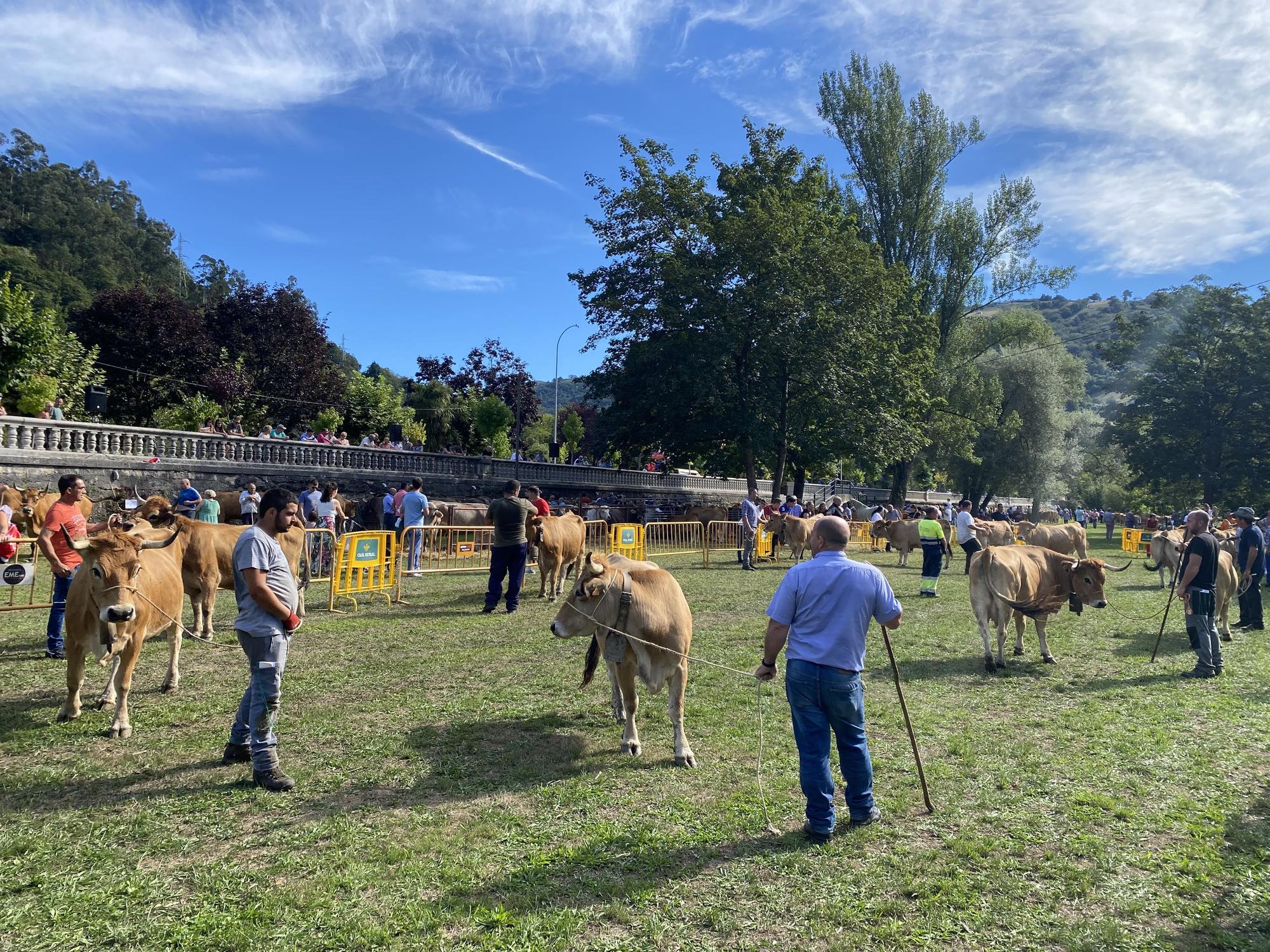 Concurso de ganado en la Feria de San Martín