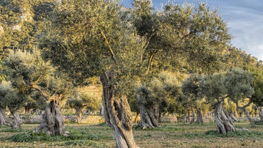 Tramuntana-Gesetz: Damit lässt sich arbeiten