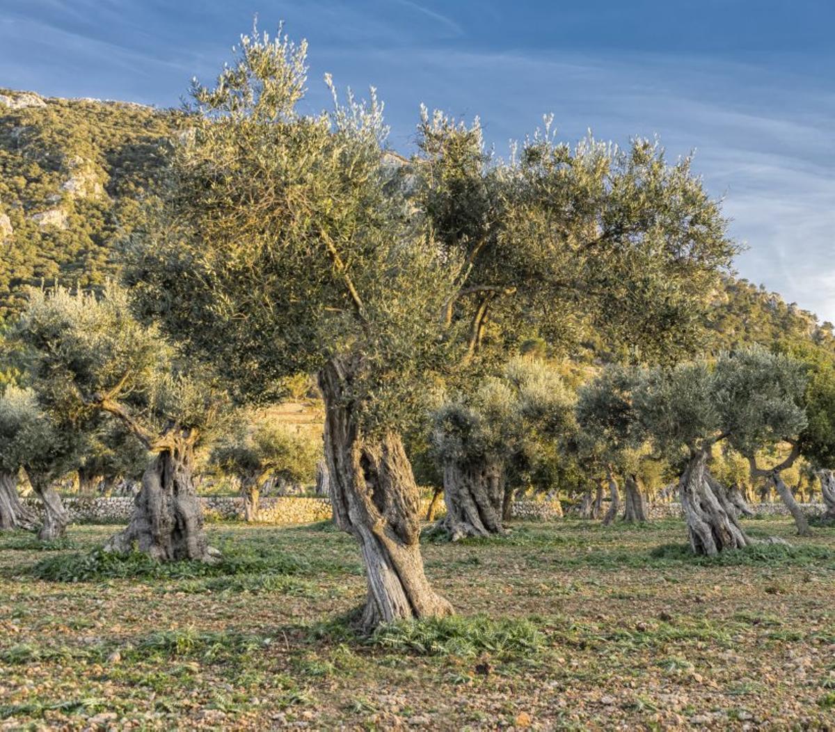 Olivenbäume  im Gebirge.