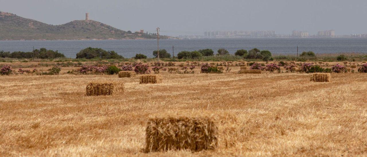 Una de las fincas denunciadas por laCHS, con cultivo de cereales cerca del Mar Menor.