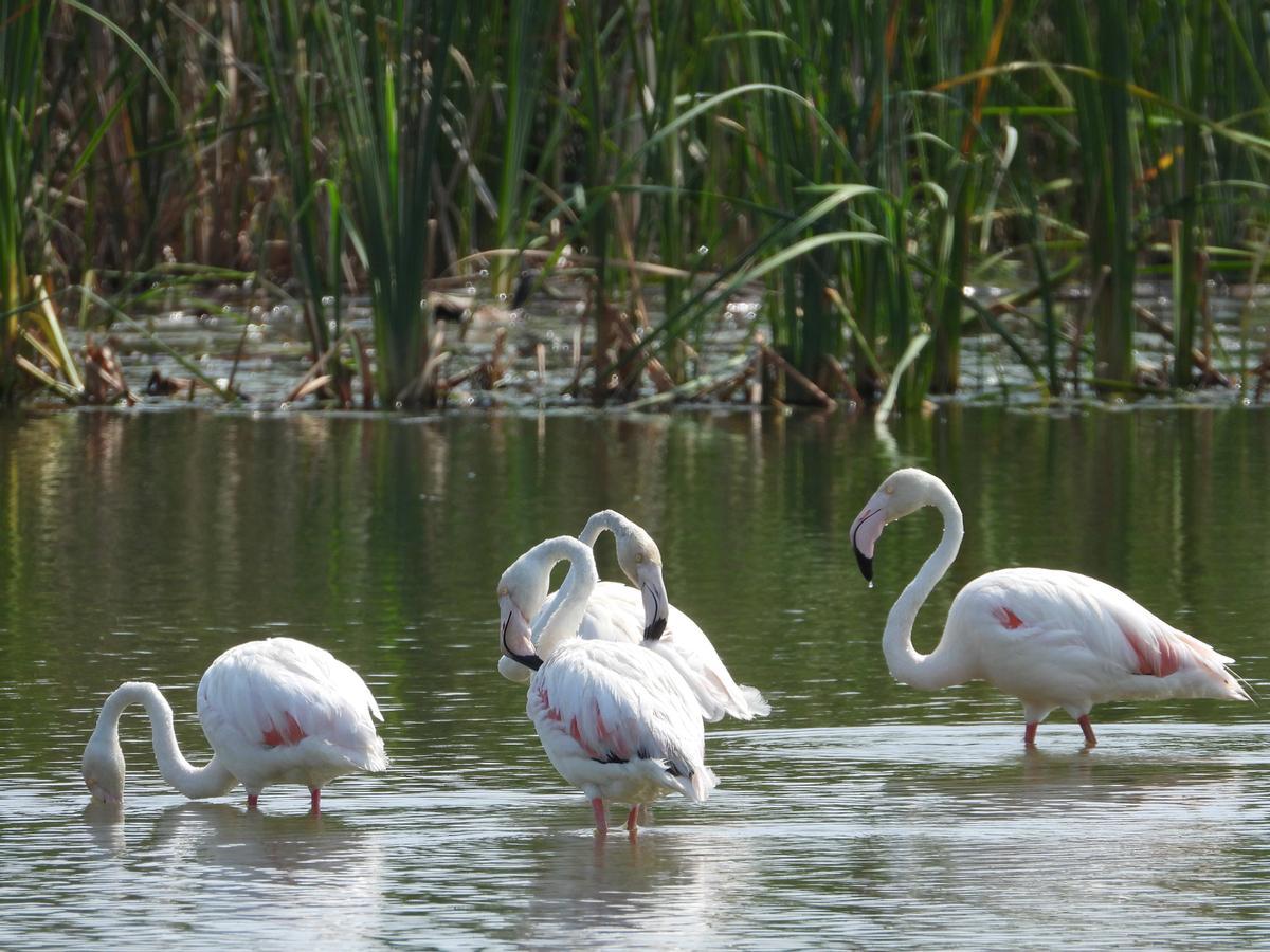 Flamencos en el Tancat de la Pipa