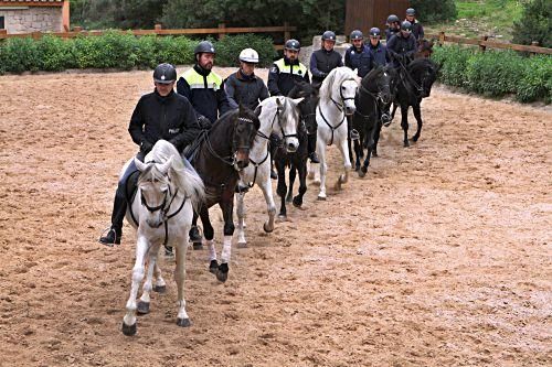 Die Pferde der Reiterstaffel der Polizei