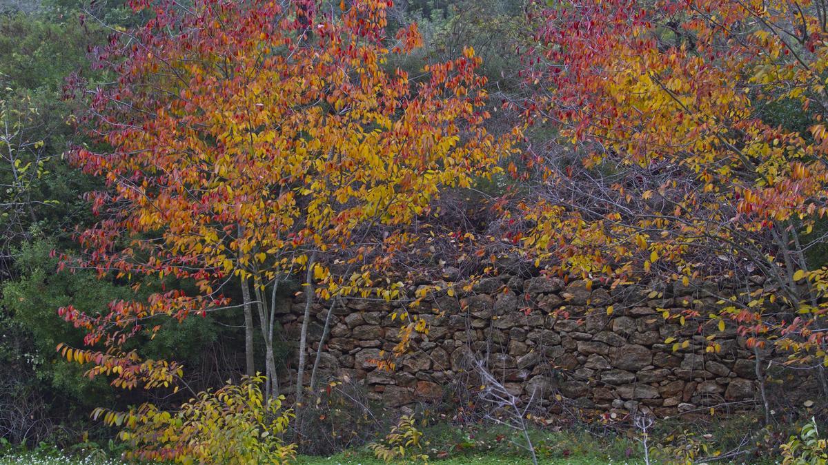 otoño en los campos de Sant Joan.