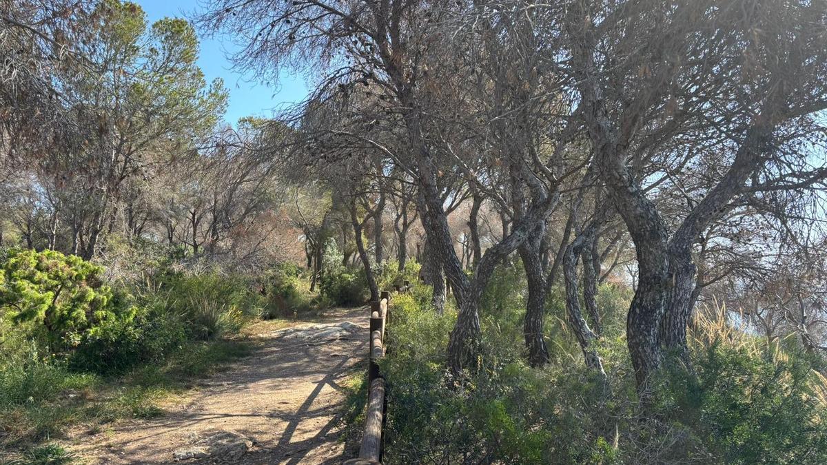 Pinos secos junto al paseo ecológico litoral de Benissa