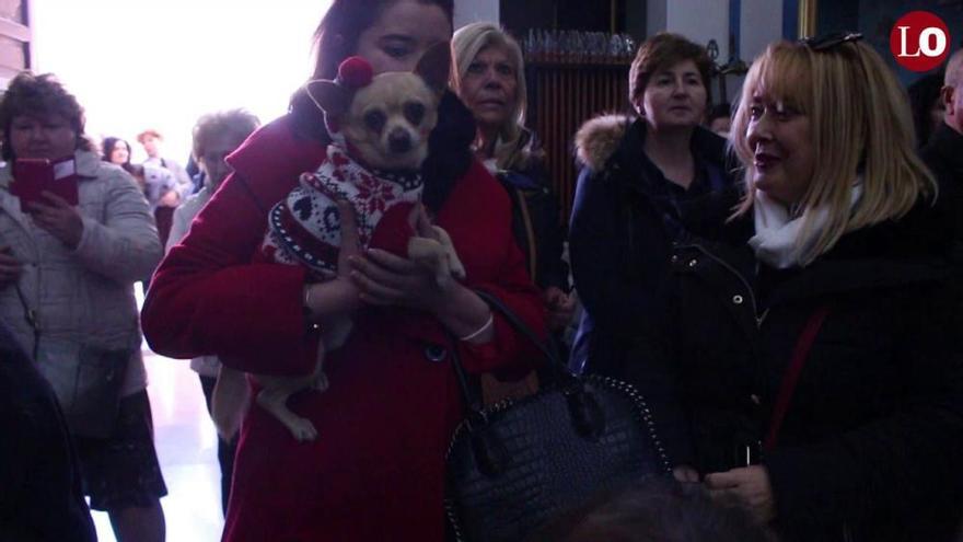 Bendición de animales en la ermita de San Antón de Murcia