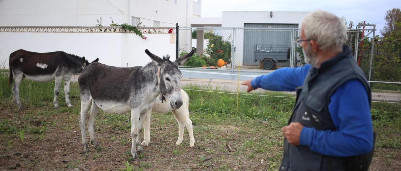 El propietario de los burros señala en su finca del Grau de Castelló a algunos de los animales que participaron en el proyecto en el Desert y sobrevivieron.