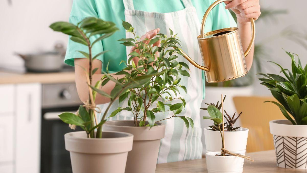 Tener muchas plantas en casa no es solo una moda: esto es lo que dice la psicología sobre quienes viven rodeados de ellas