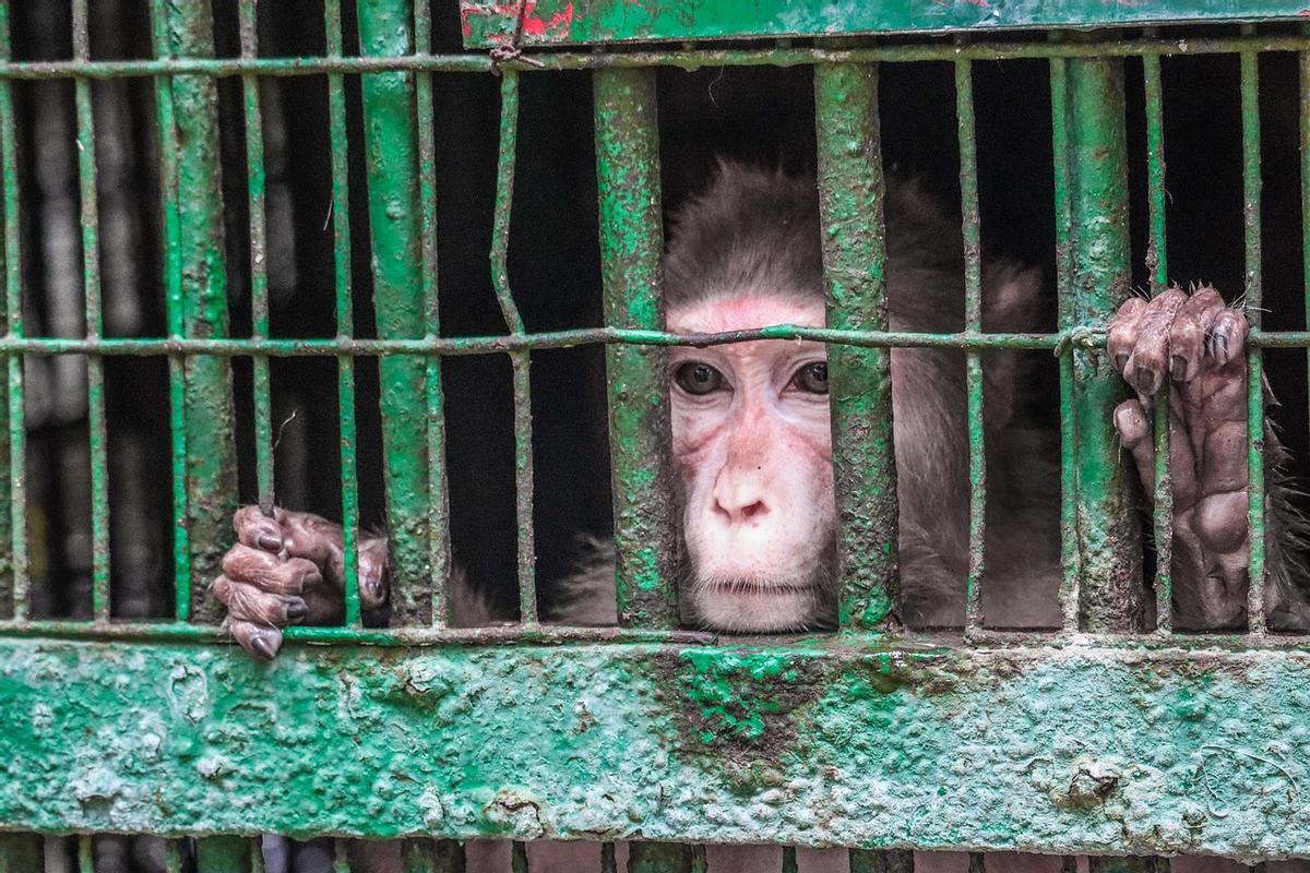 Los animales son transportados en condiciones penosas tras ser arrebatados a su hábitat