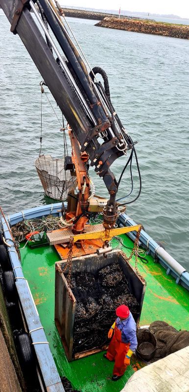 Las descargas en la ría de Arousa continúan, también los domingos.