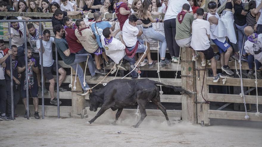El Corre de bou aplega unes 2.000 persones a Cardona