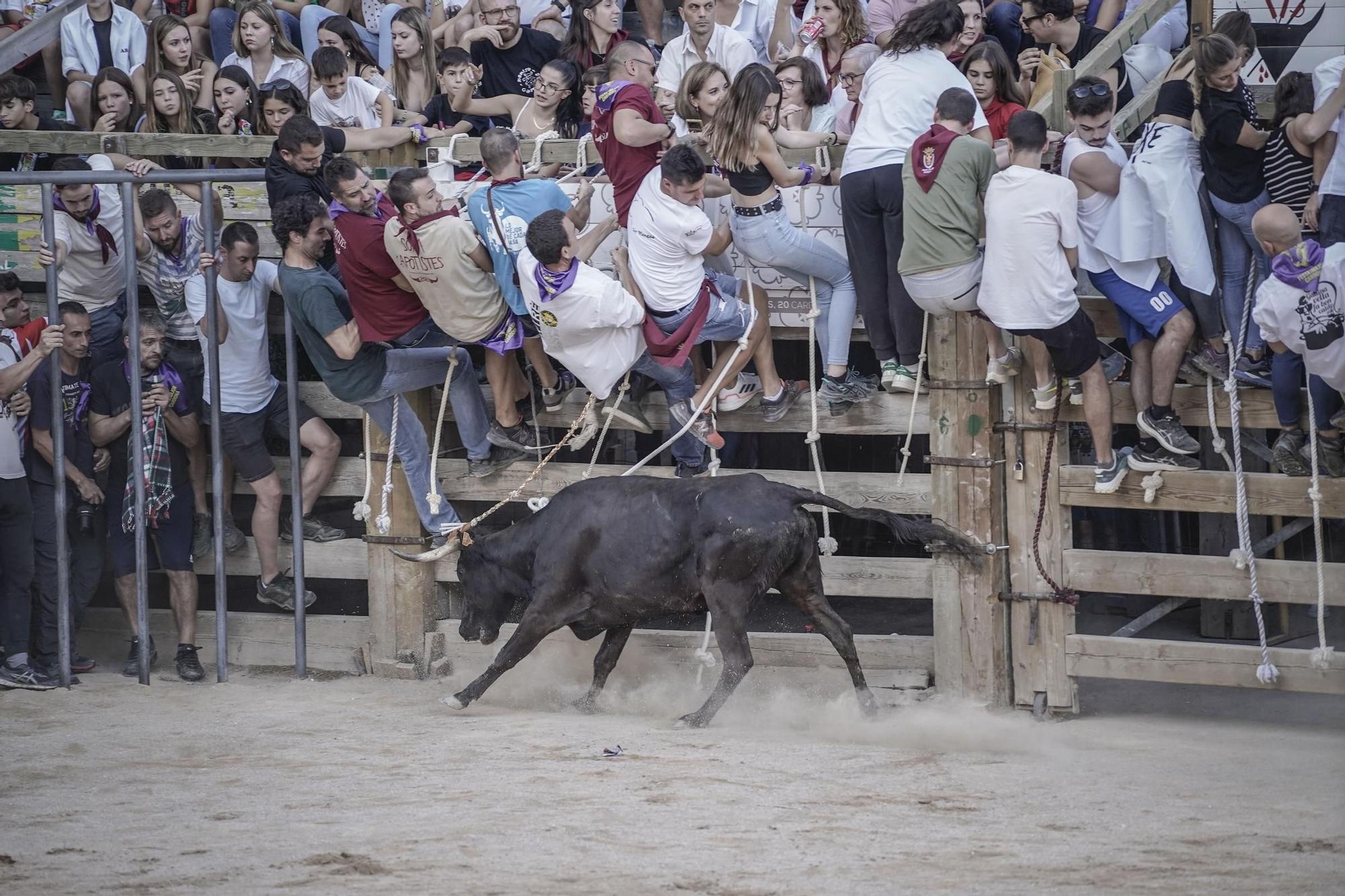 Correde bou de Cardona: imatges de la segona jornada