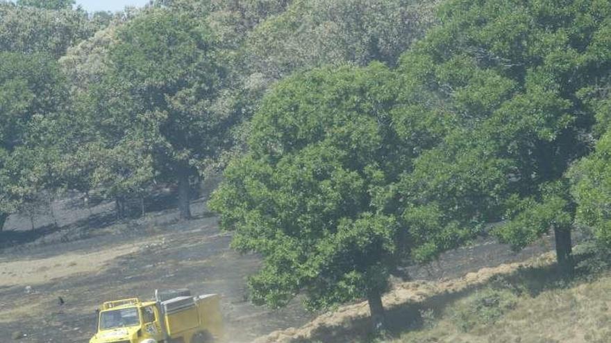 Castaños en un monte zamorano.