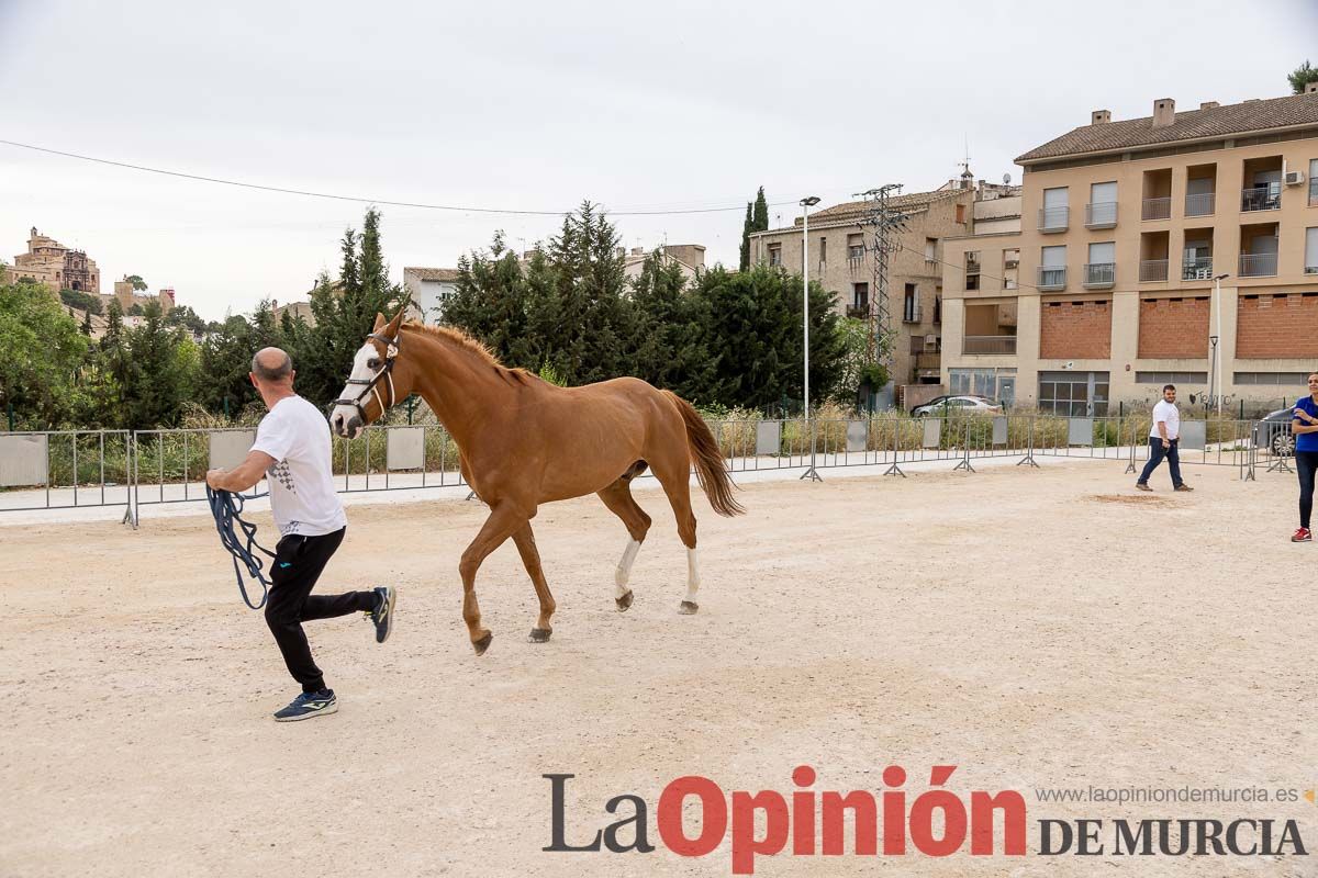 Control veterinario de los Caballos del Vino en Caravaca