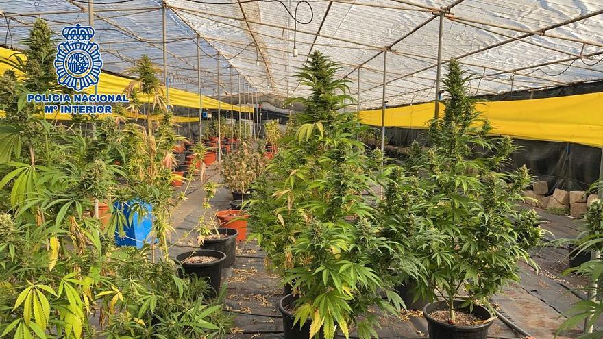 Los gestores del primer club cannábico de Las Palmas de Gran Canaria piden el indulto