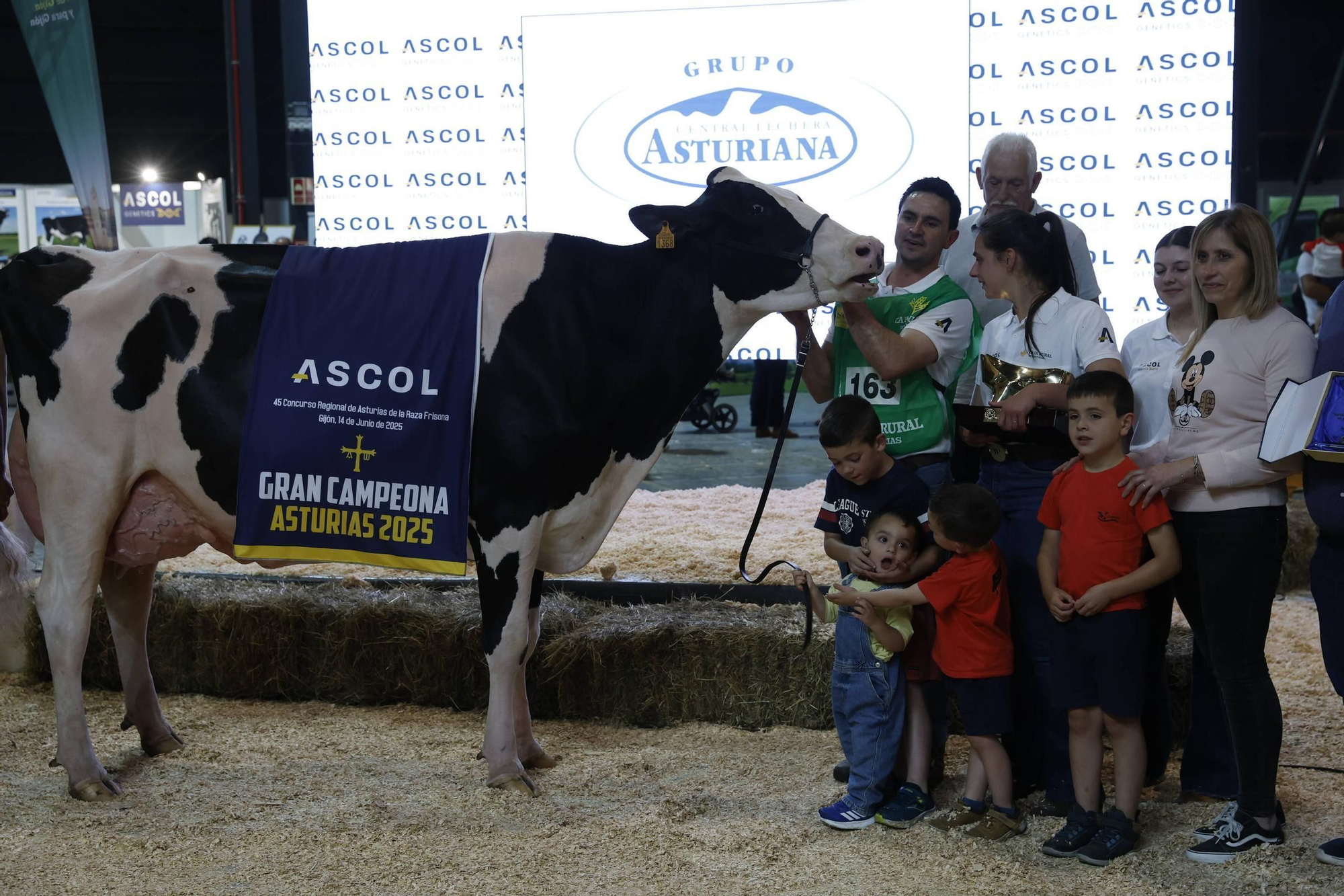 El concurso en Gijón de la mejor vaca de Asturias, en imágenes