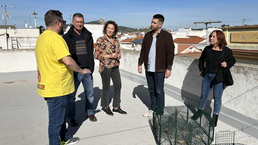 El Ayuntamiento de Peñarroya inicia una campaña para capturar palomas