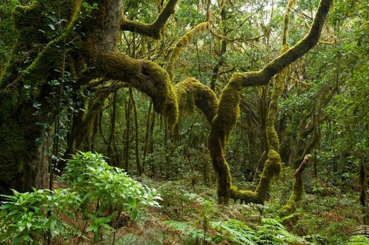 parque nacional de Garajonay