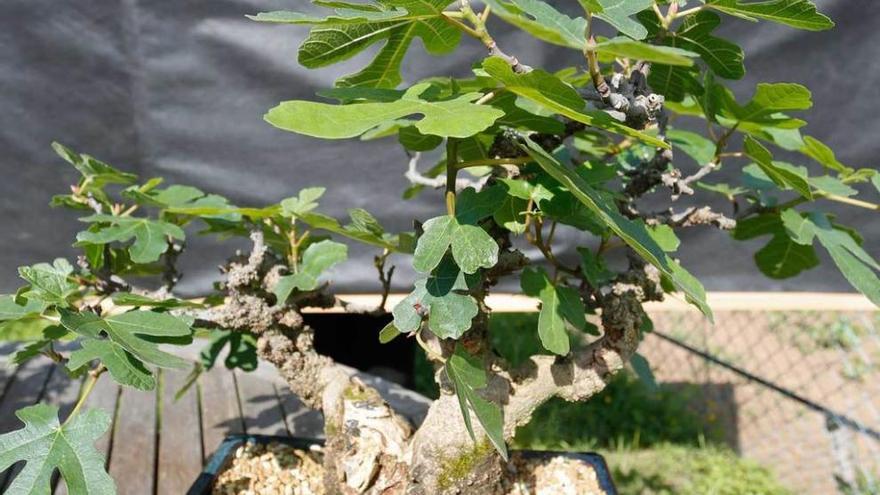 Avilés mima sus bosques en miniatura