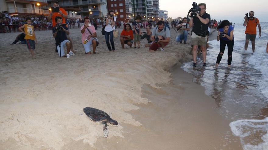 Suelta de las tortugas en la playa de les Palmeres