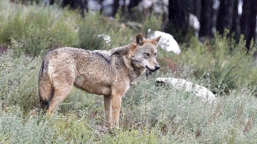 Un ejemplar de lobo ibérico.