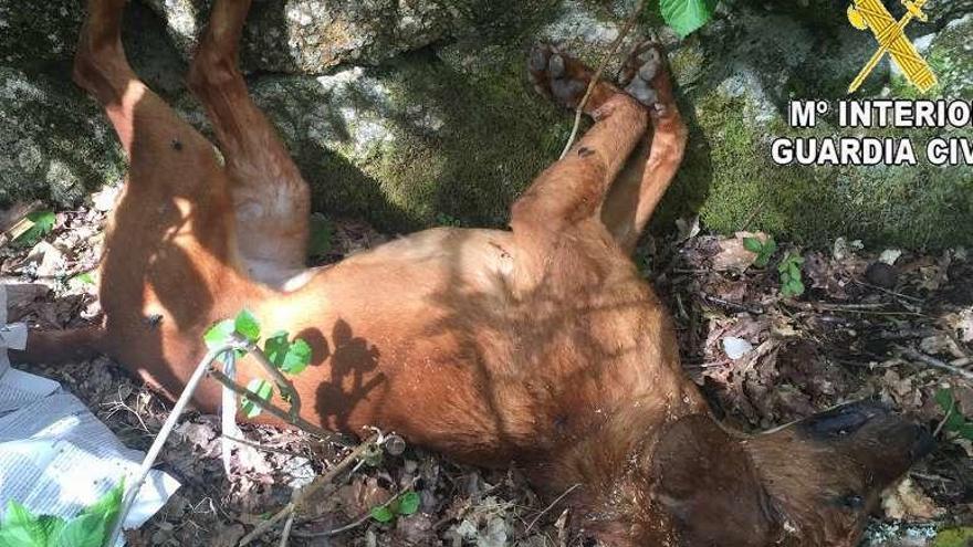 El perro muerto tras el maltrato animal. // Guardia Civil