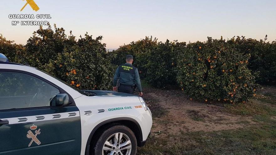 Dos detenidos en Córdoba por robar más de una tonelada de naranjas y venderlas a fruterías