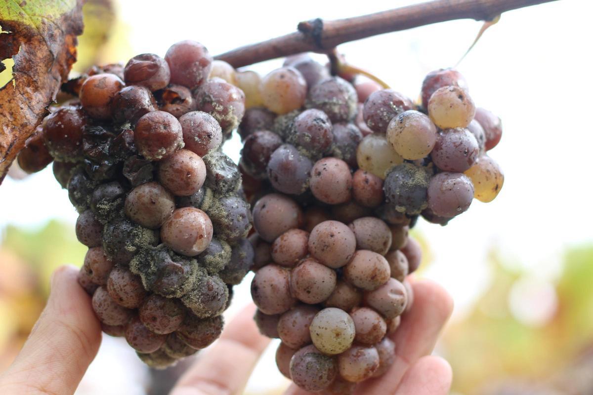 Las uvas de la última vendimia tardía, en la que Martín Códax recogió 7.000 kilos.