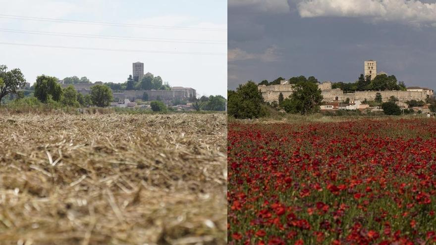 El antes y el después de la finca situada junto a las aceñas de Gijón, con las amapolas plenamente florecidas y a la izquierda después de arar la tierra.