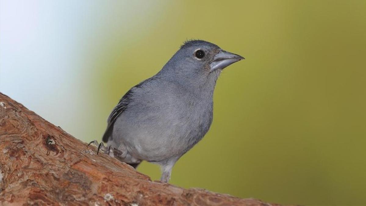 Un ejemplar de pinzón azul, especie endémica de las islas de Tenerife y Gran Canaria