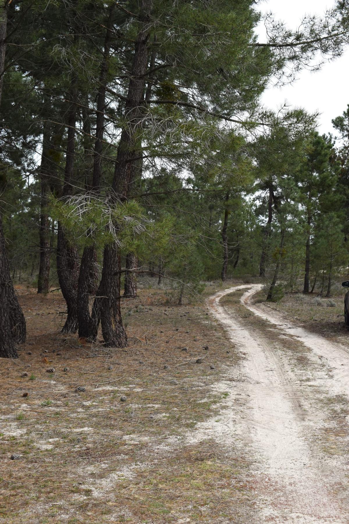 Imagen del pinar amenazado