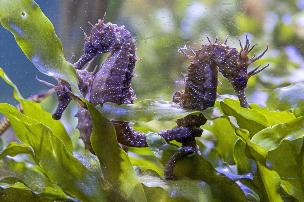 Ejemplares de caballito de mar en el Mar Menor.