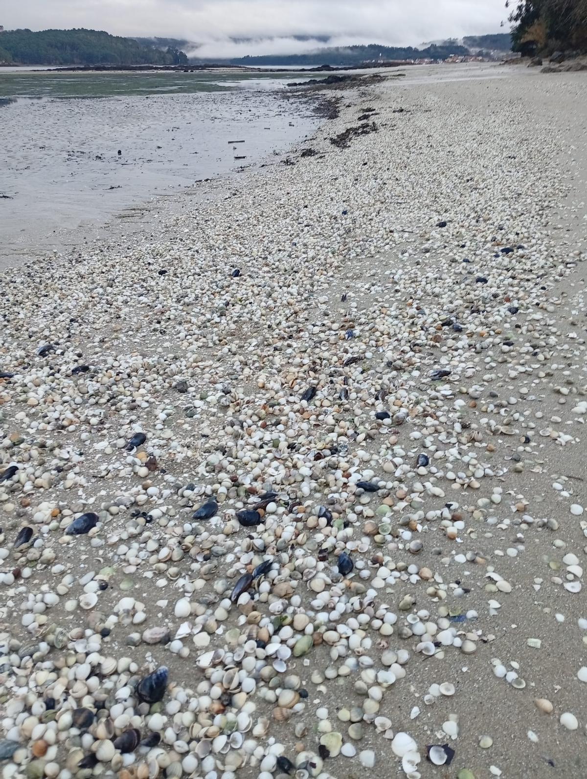La playa de O Testal, este domingo, llena de berberechos muertos.
