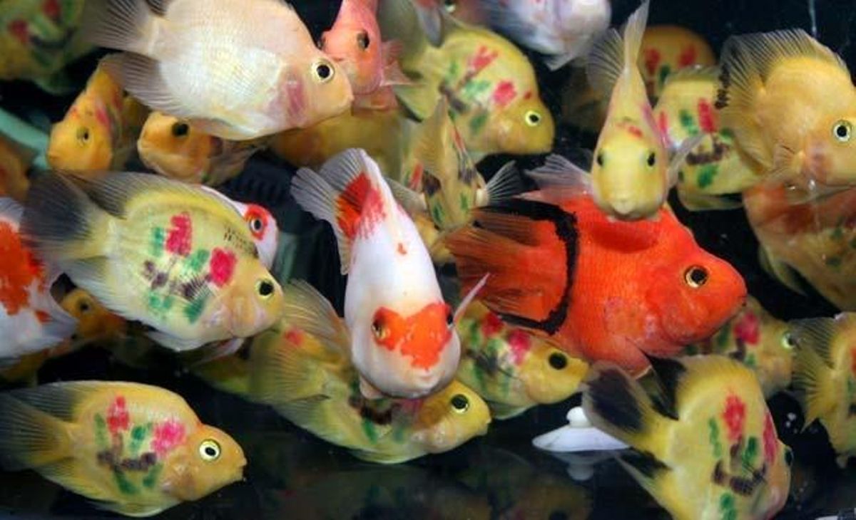 La moda del tatuatge s’ha acarnissat a la Xina amb els indefensos peixos lloro, una mascota barata el preu dels quals s’incrementa al gravar amb làser al seu llom flors o ideogrames xinesos de la fortuna, una tècnica cruel segons els amants dels animals.