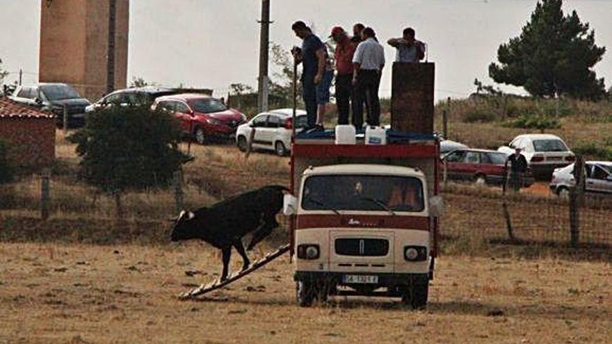 Suelta de uno de los novillos del camión.