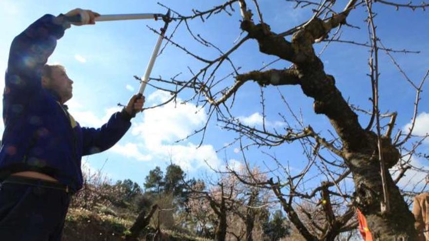 Un operario de la asociación trabajando en unos campos de cerezos de Vall de Gallinera que han sido recuperados.