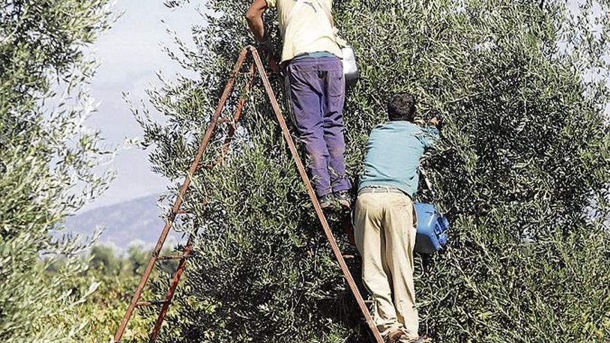 Agricultura hará inspecciones para acabar con los robos en el campo