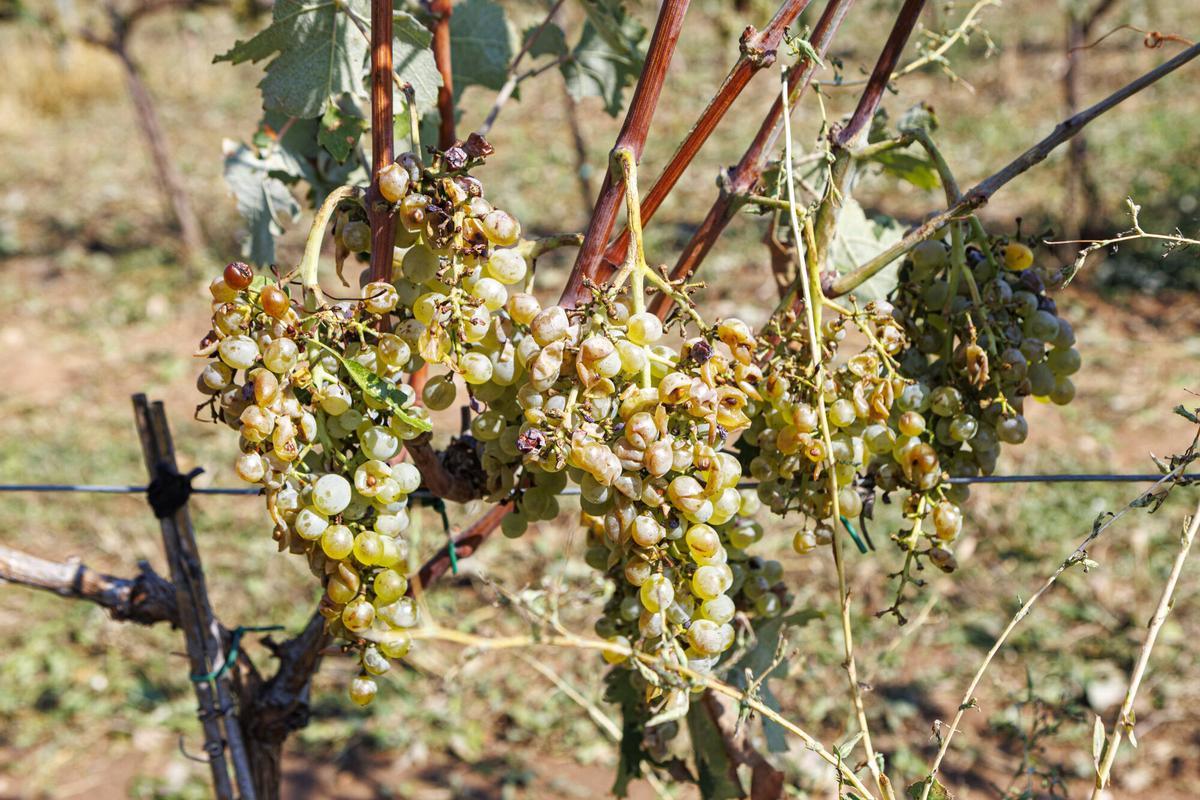 La pedra provoca afectacions en les vinyes al celler Collbaix