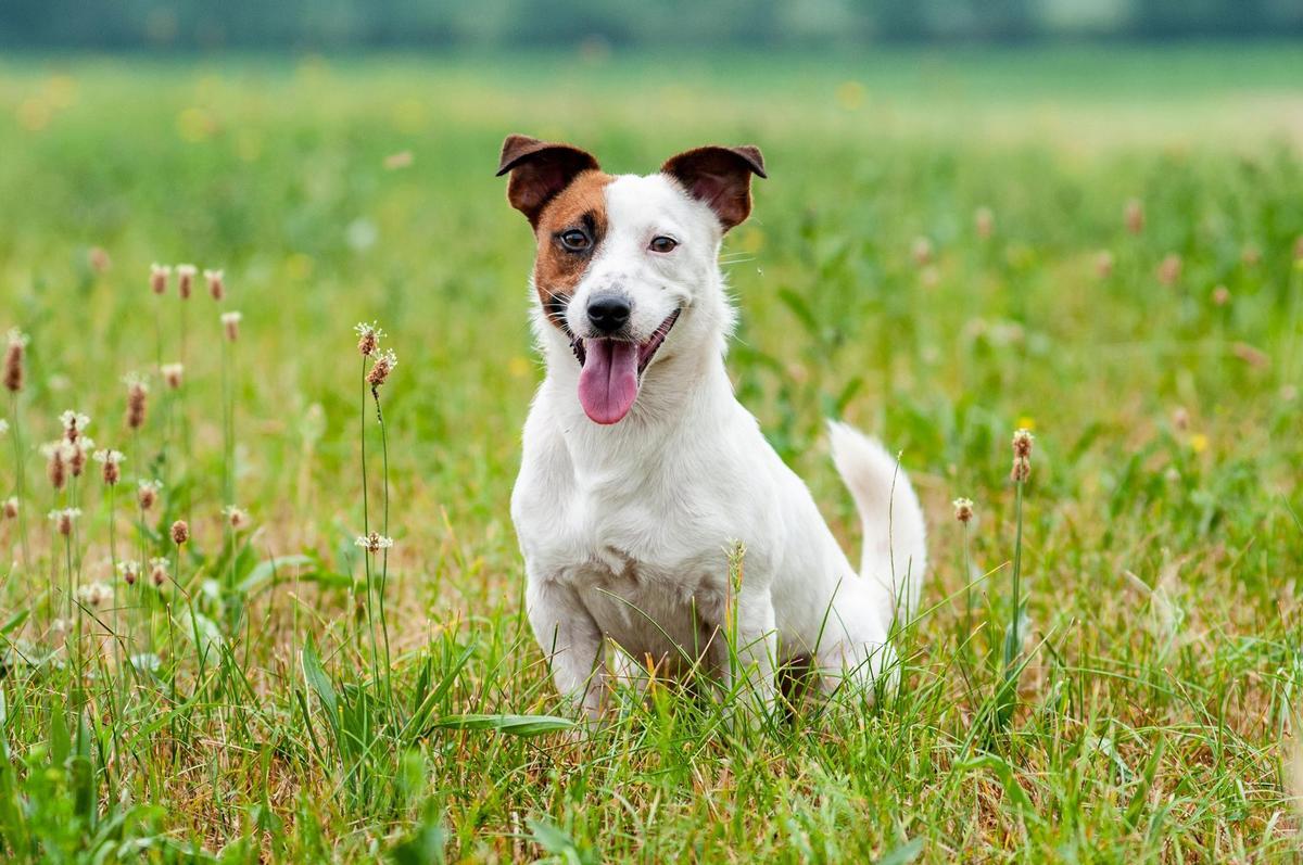 Imagen de un perro.