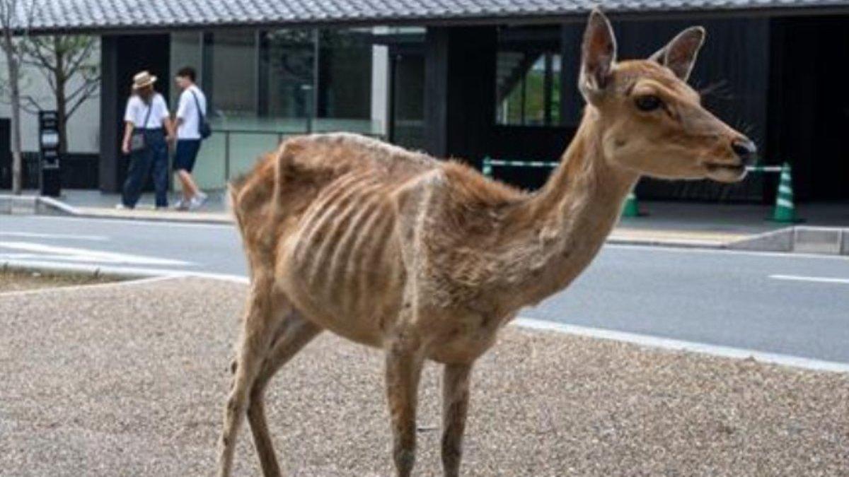 Los ciervos de Nara, desnutridos, sin turistas no hay galletas