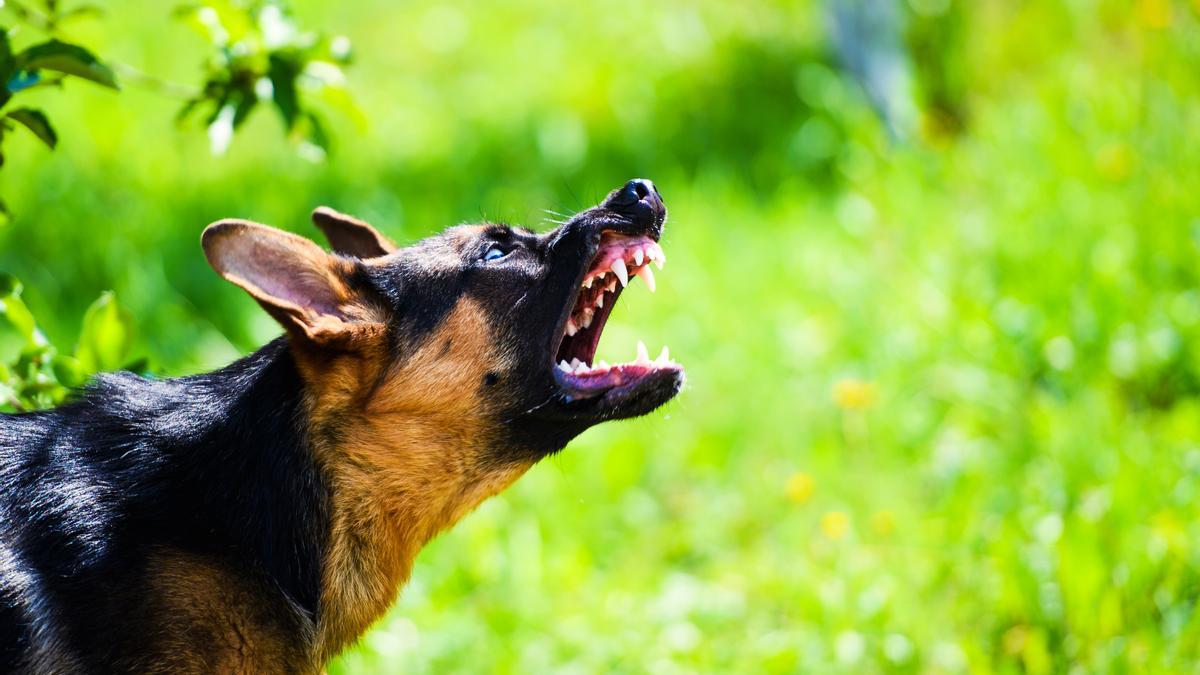 Descubre el perro más agresivo del mundo según expertos veterinarios