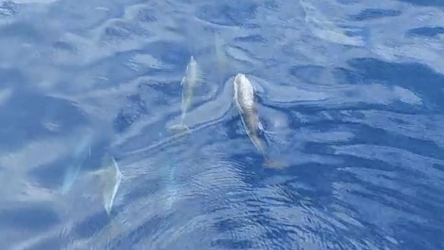 Un grupo de delfines se deja ver en costas castellonenses