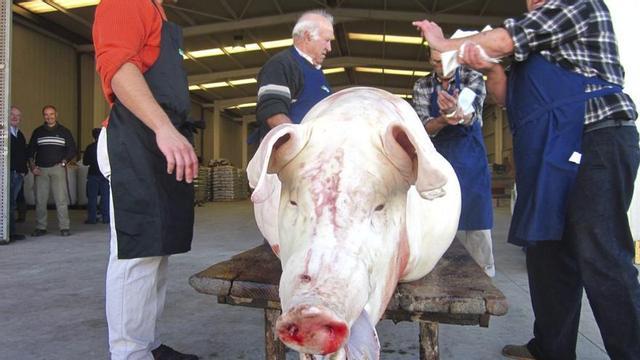 Matanza en la Cooperativa de Sant Antoni en el año 2012.
