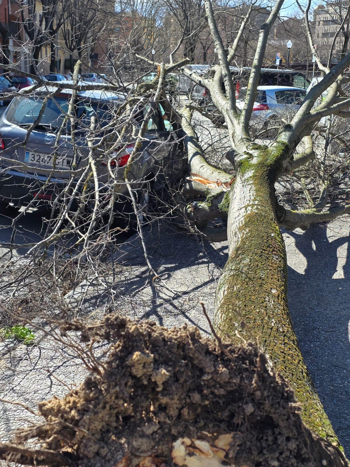 Un arbre caigut al carrer Joan Pons.